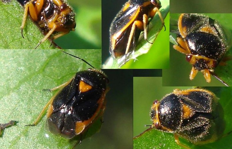 Miridae: Strongylocoris erythroleptus NUOVO della Spagna!